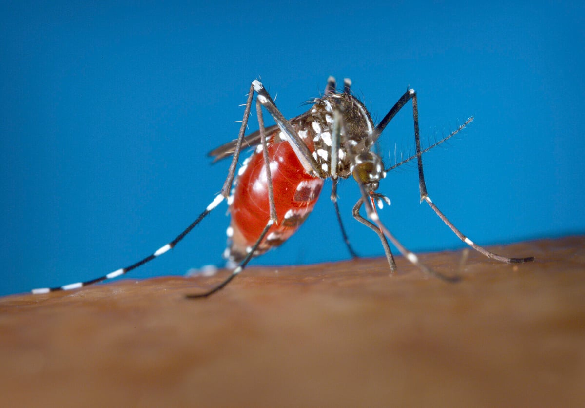 Mosquito-Borne Diseases Surge in European Tourist Hotspots This Year