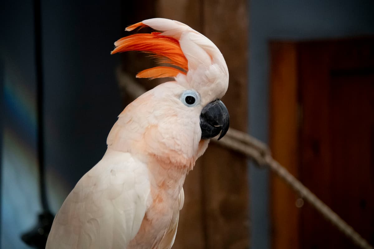 Cockatoos Display Surprising Dance Moves Including Headbanging