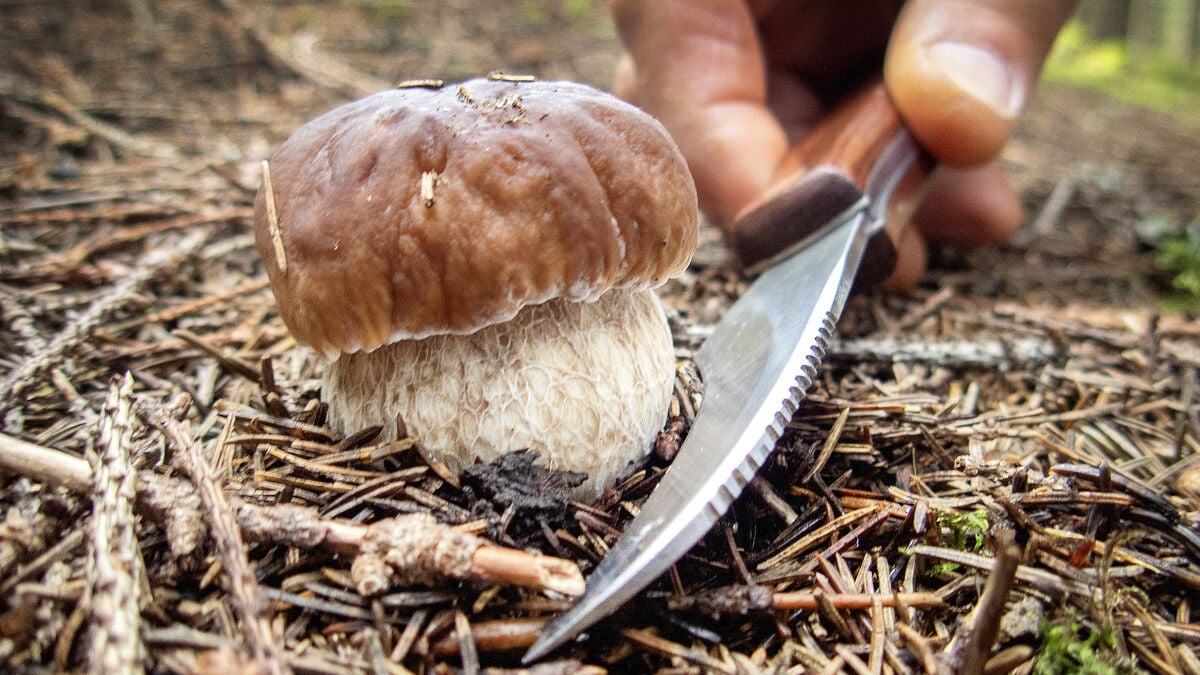 Karl Johan mushrooms start appearing after dry Swedish summer, experts say