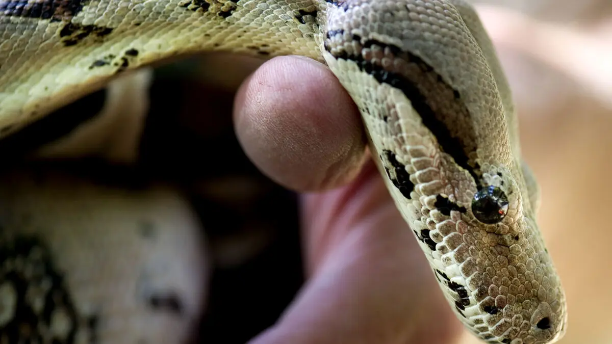 Boa constrictor found in box in forest near Mjölby