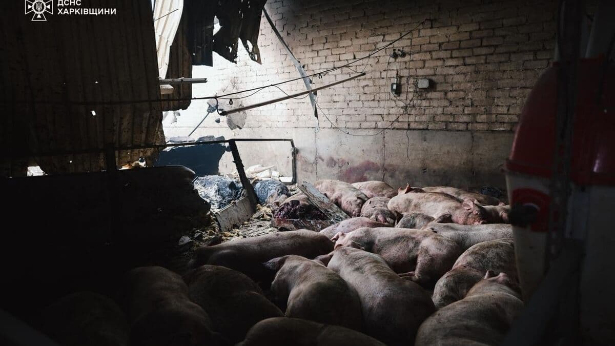 Russian Drone Attack Kills 13,000 Pigs in Ukraine Farm Fire