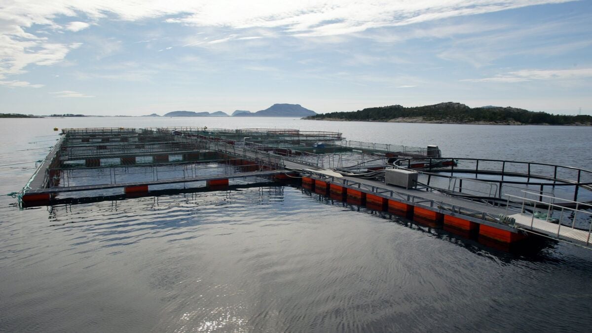 Swedish-farmed rainbow trout enters ICA stores this fall, drawing criticism from WWF