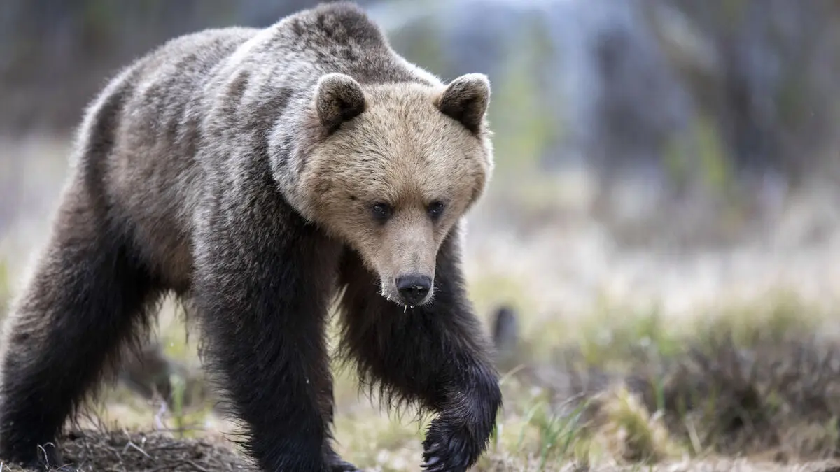 Bear attack in Hälsingland - man says bear flew at him