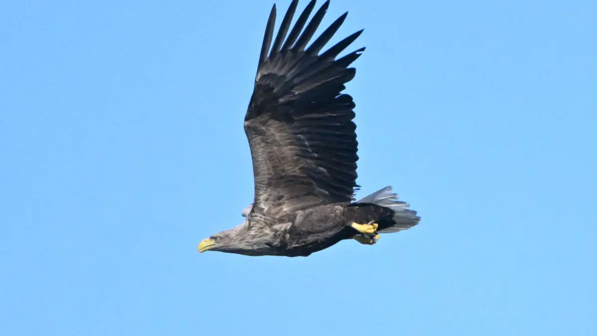 White-tailed eagle no longer red listed: never thought