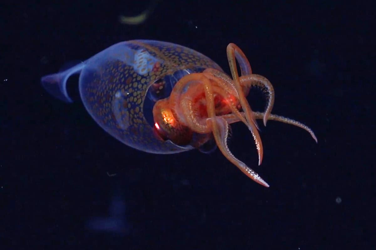 First Footage of Young Colossal Octopus Captured in Deep Sea