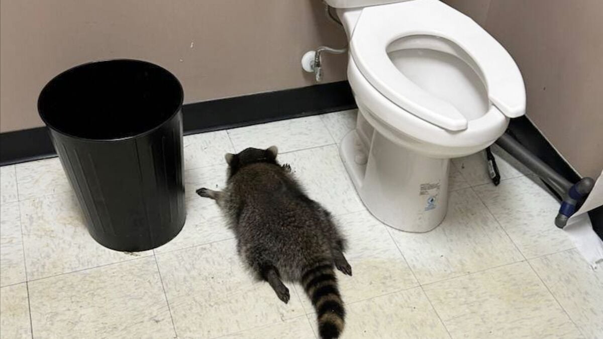 Raccoon took one sprinkler too many