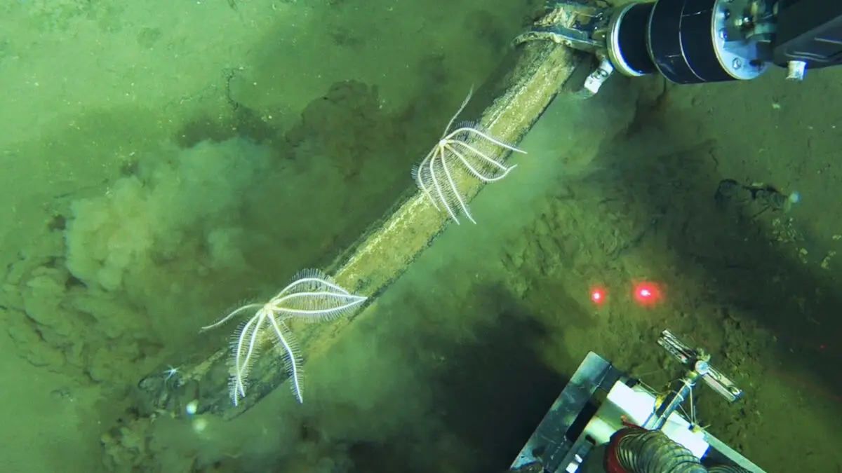 The find: World's largest deep-sea whale grave discovered off the west coast of Australia