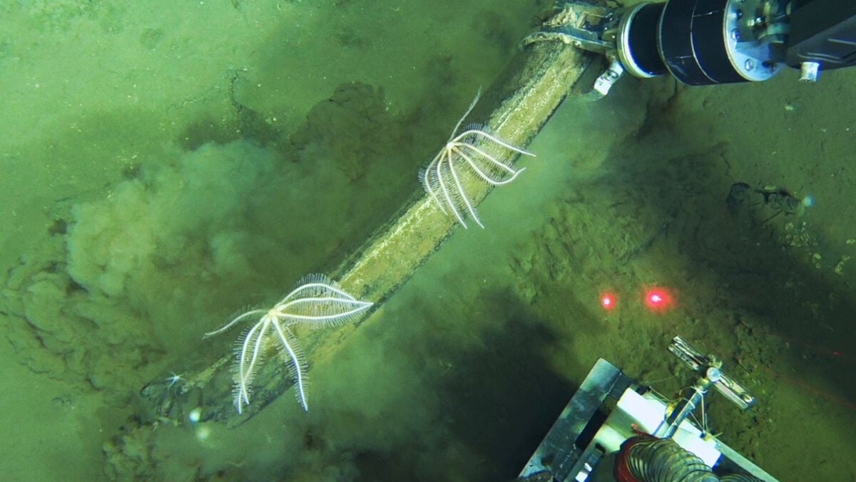 The find: World's largest deep-sea whale grave discovered off the west coast of Australia