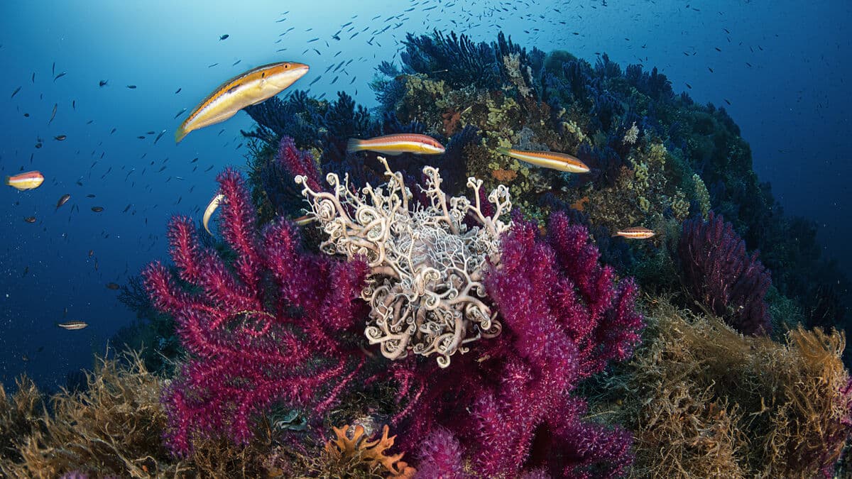 Coral Reefs at Risk of Extinction Due to Global Warming, Report Warns