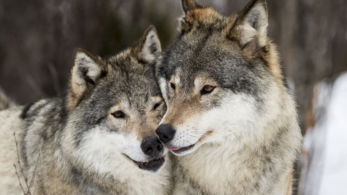 New wolf territory in Östergötland confirmed between Söderköping and Valdemarsvik