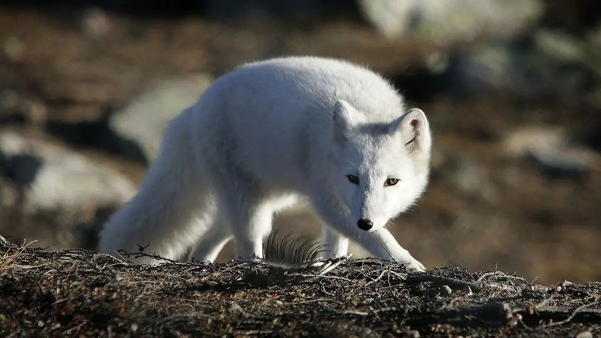 Arctic fox numbers are increasing in Västerbotten thanks to support feeding