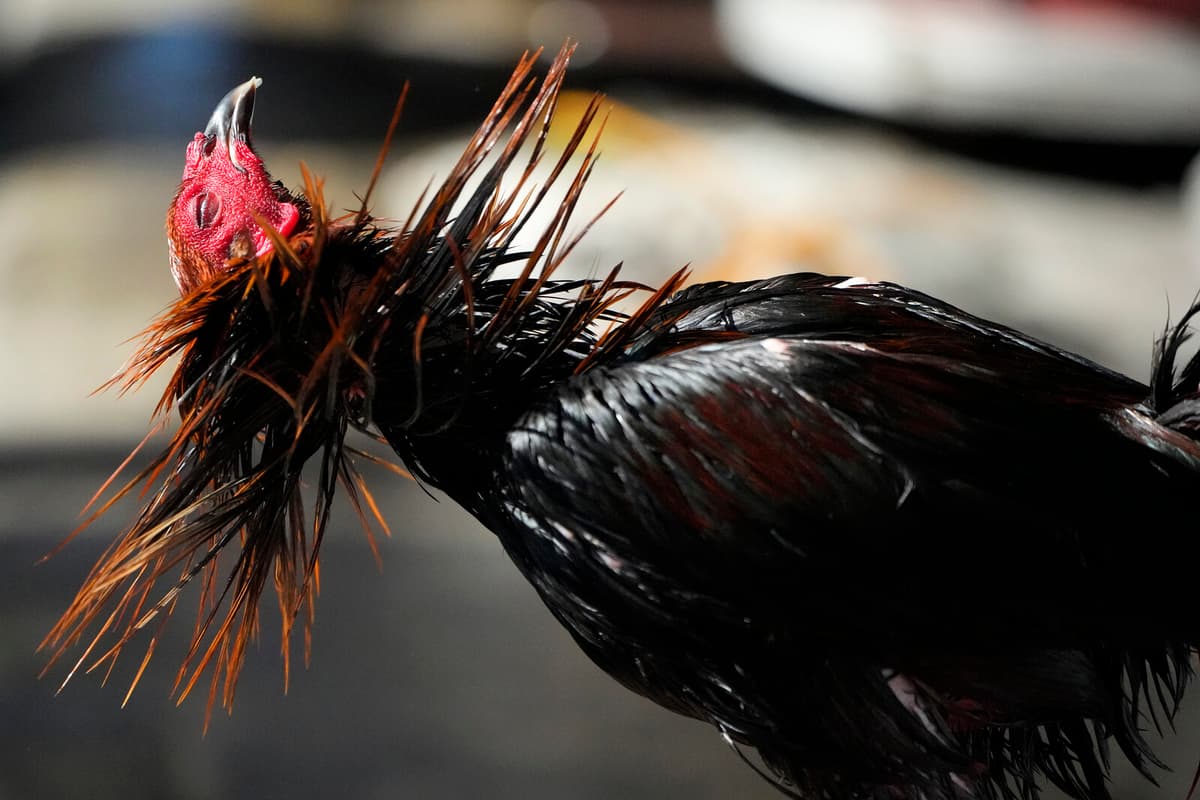 Philippines Cockfighting Enthusiasts Vanish; Lake Taal Search Intensifies