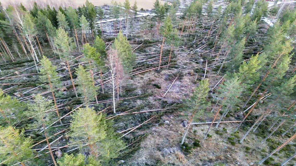 Forest owners after storm Johannes: catastrophic damage