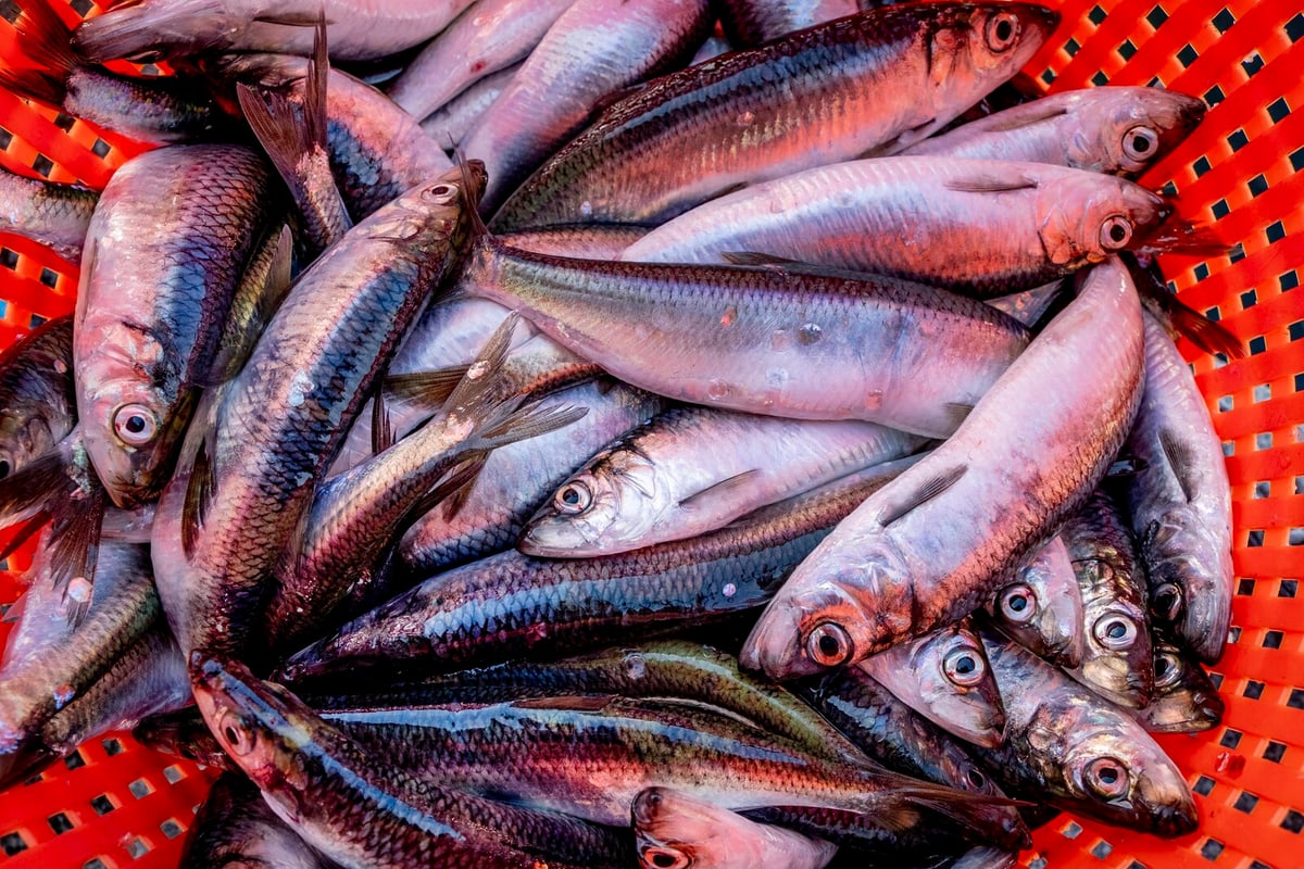 How to Enjoy Herring Sustainably Despite WWF Red-Listing