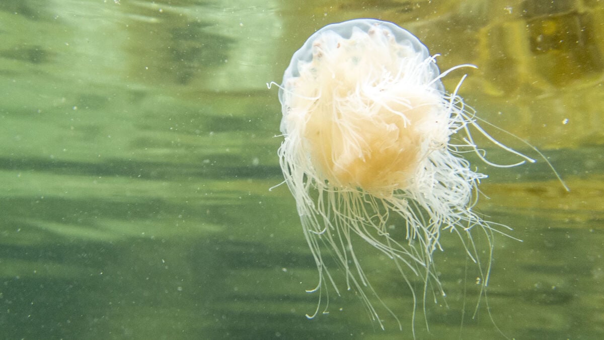 Stinging jellyfish are increasing in Swedish waters as new species arrive