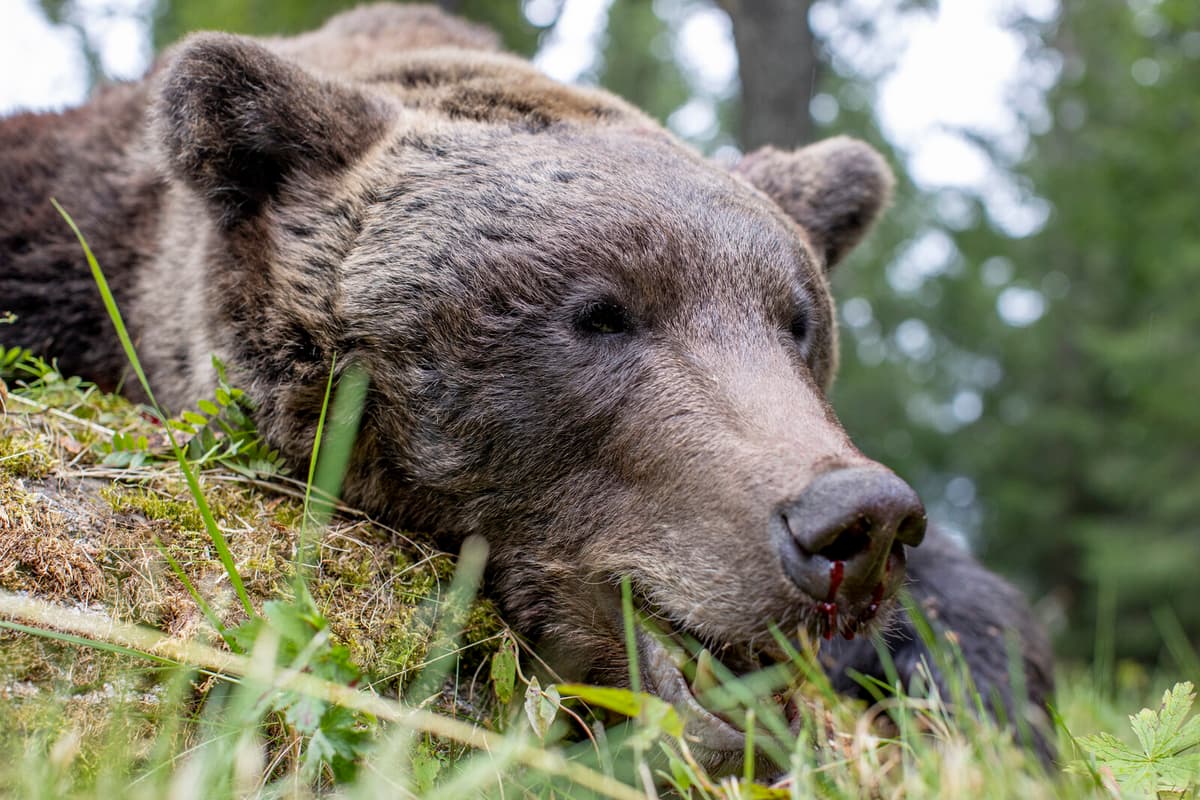 Over 100 Bears Shot on First Day of Swedish Bear Hunt