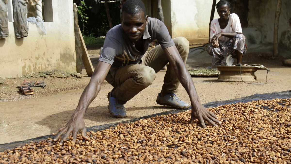Cocoa prices are plummeting but chocolate prices are not following suit