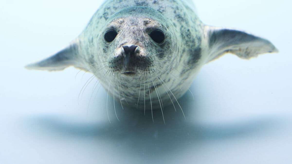 Why seals can hear in both water and air, and when the ability evolved