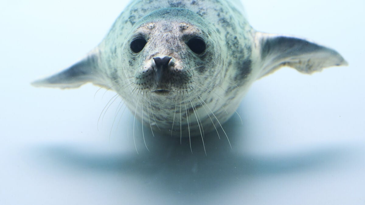 Why seals can hear in both water and air, and when the ability evolved