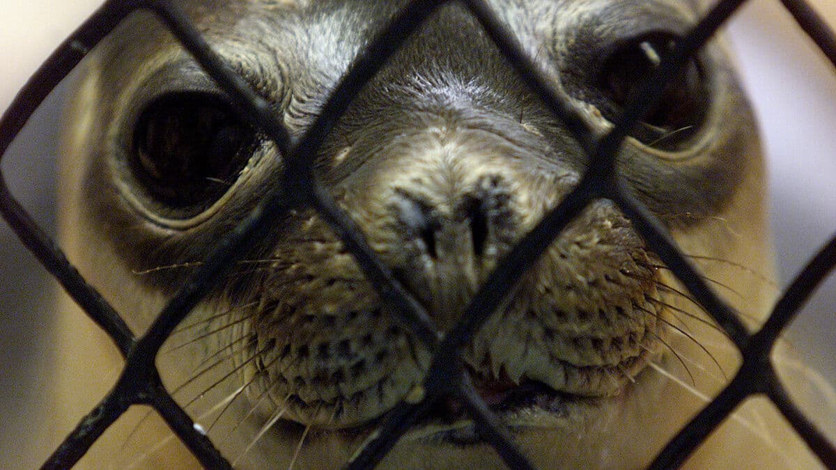Arctic Seals Now Endangered Due to Climate Change and Human Activity