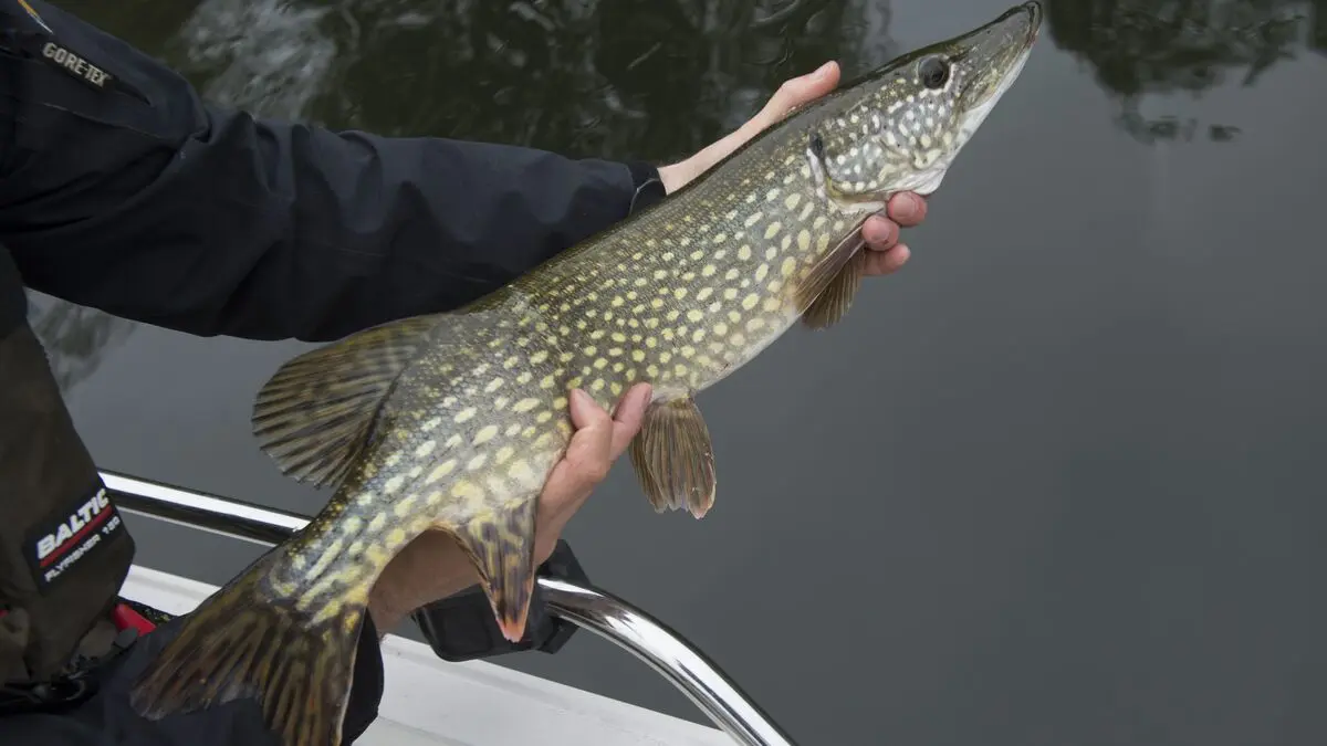 Near freezing - nearly 300 pike saved in three-day Tyresö rescue