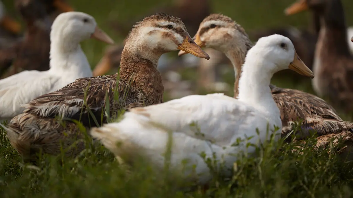 Bird flu outbreak at agricultural school in Växjö - 16 ducks euthanized