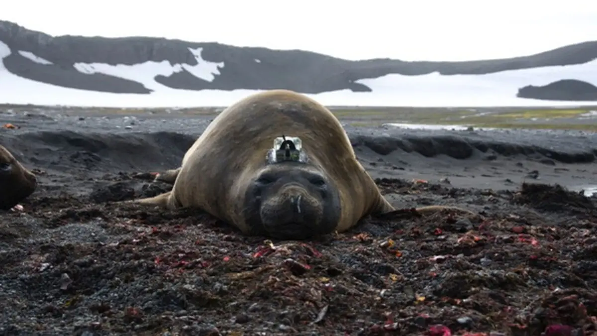 Stormy winter caused Antarctic sea ice to melt, study reveals
