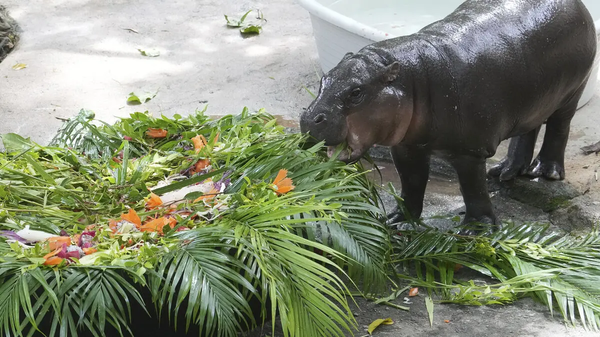 Man arrested after breaking into celebrity hippo Moo Deng's enclosure