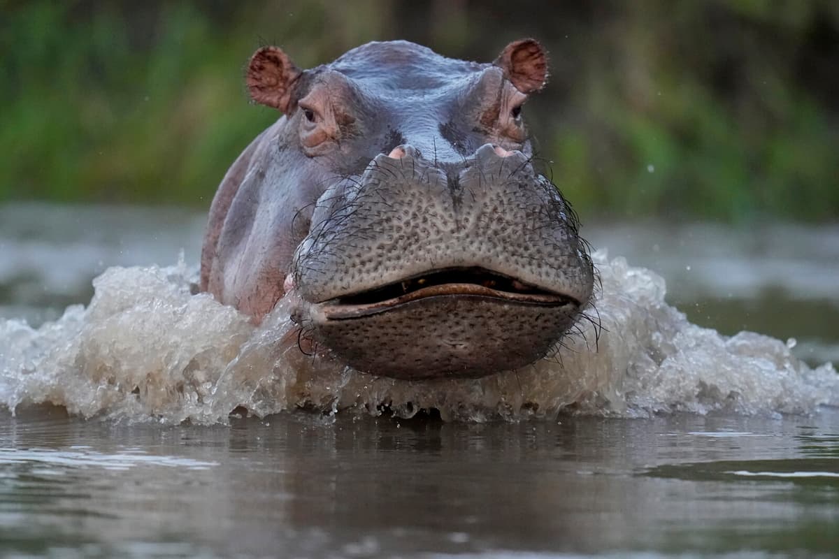 Hippopotamus Capsizes Boat in Ivory Coast: Eleven Missing