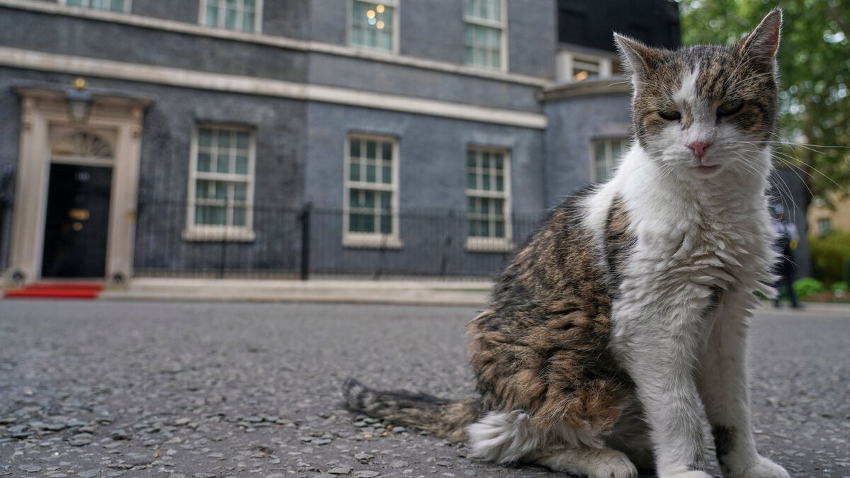 Larry the cat returns to Downing Street after minor surgery