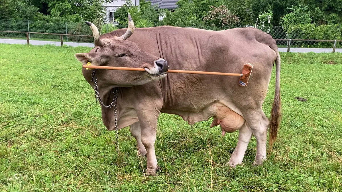 Smart cow uses tools, surprises researchers