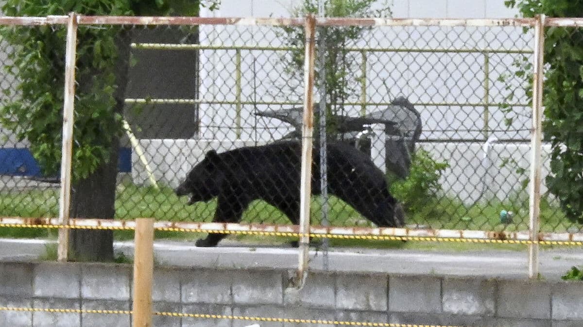 Bear found in Japanese family's kitchen after raiding refrigerator, police say