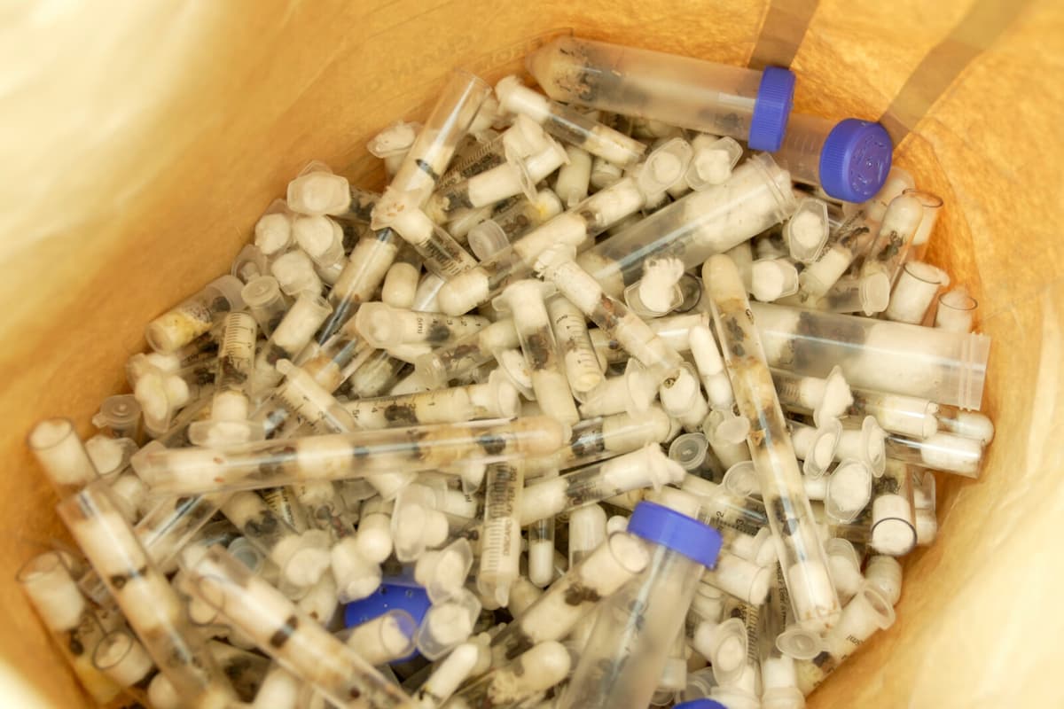 Belgian Teens Fined for Smuggling 5,000 Ants from Kenya