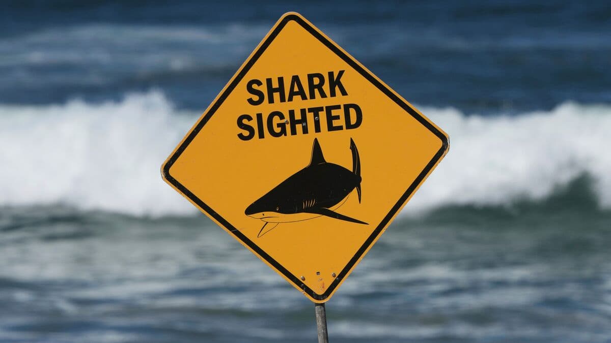 Diver killed in new shark attack in Western Australia