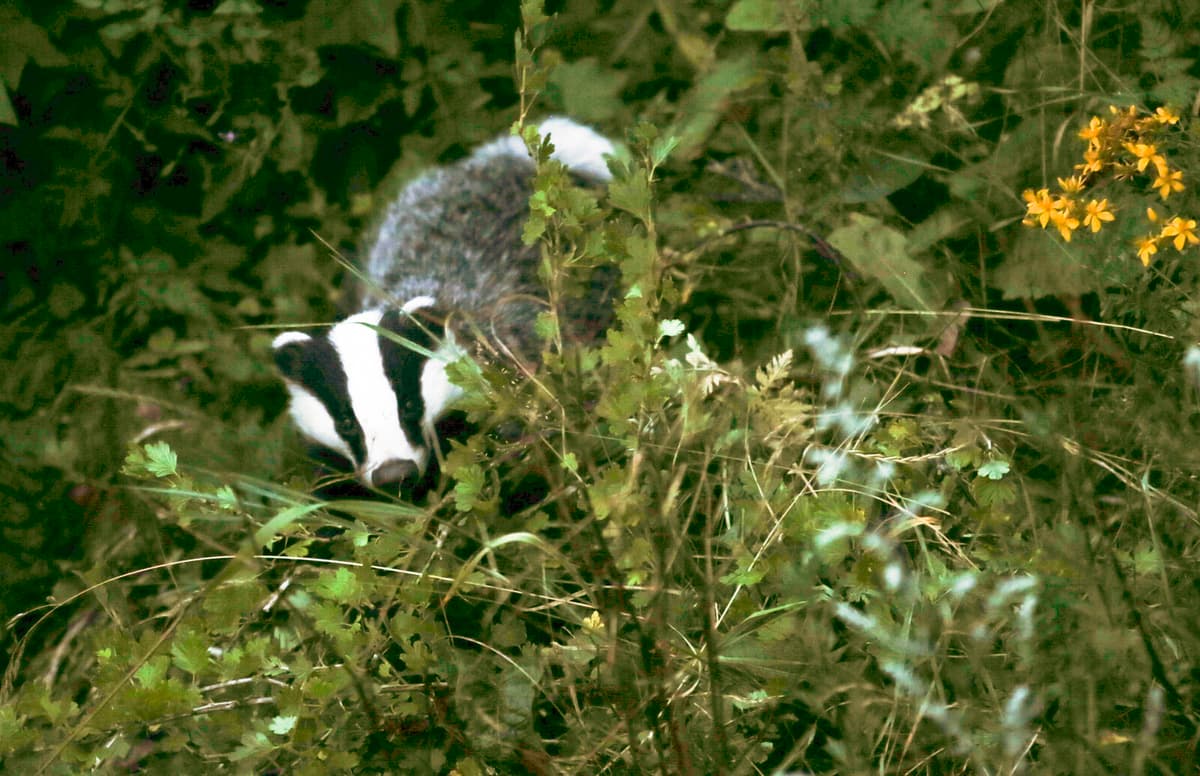 Defence Forces Denied Permission to Shoot Badgers in Skövde