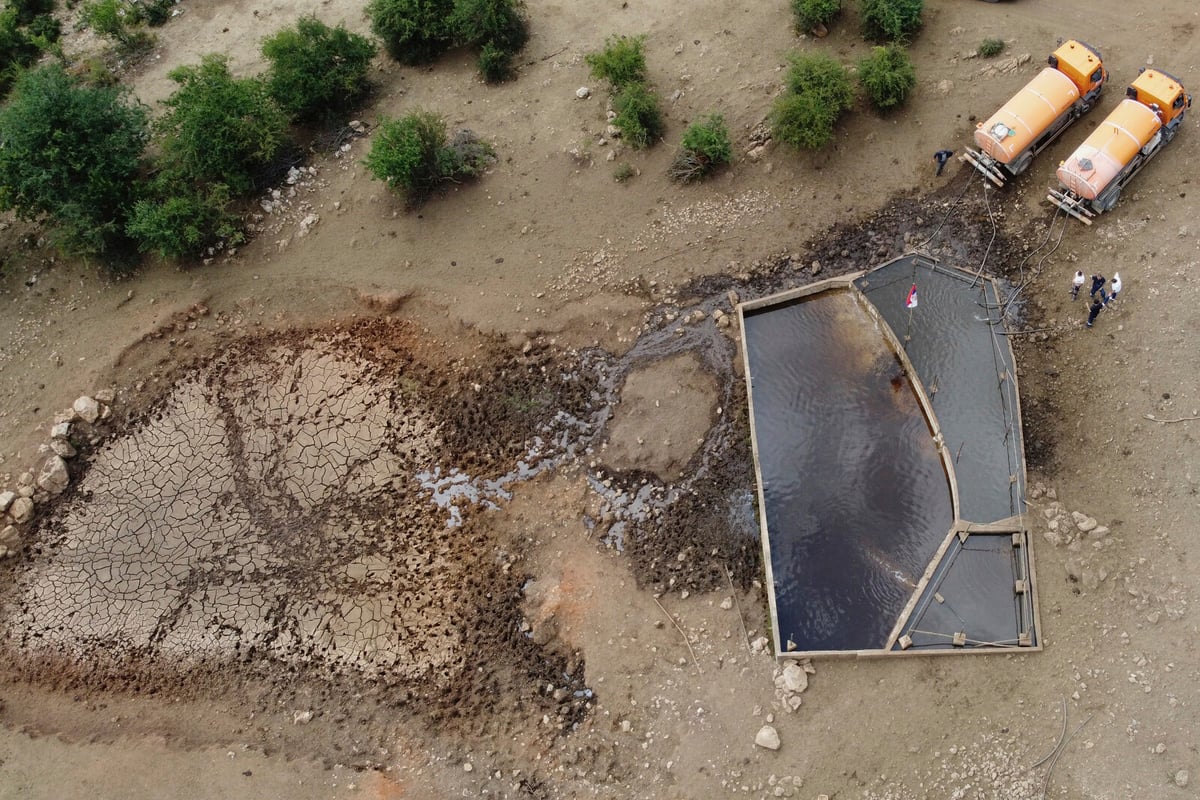 Temporary Water Pools Provide Relief for Cows Amid Serbia's Drought