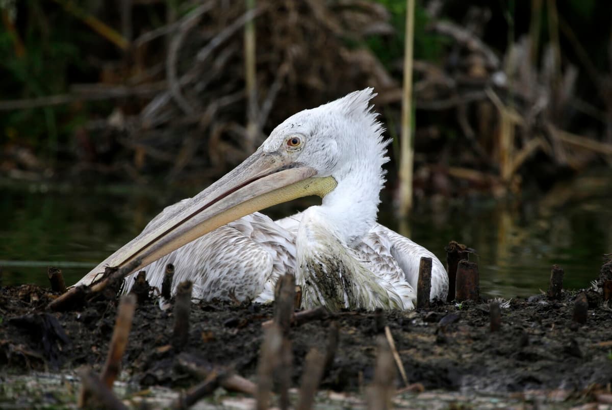 Dalmatian Pelican Spotted in Sweden for First Time