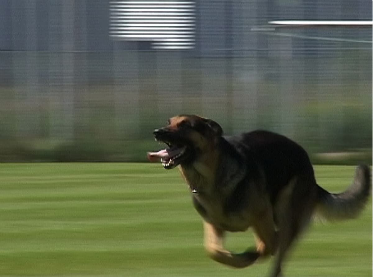 Government Proposes Stricter Rules for Dangerous Dog Ownership