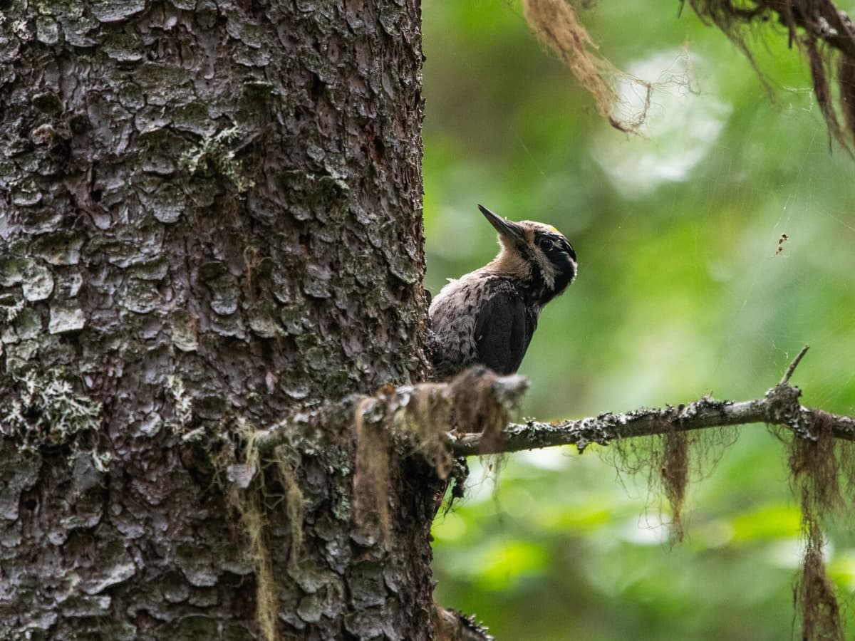 No Three-Toed Woodpeckers Found in Latest Lake Vällen Survey