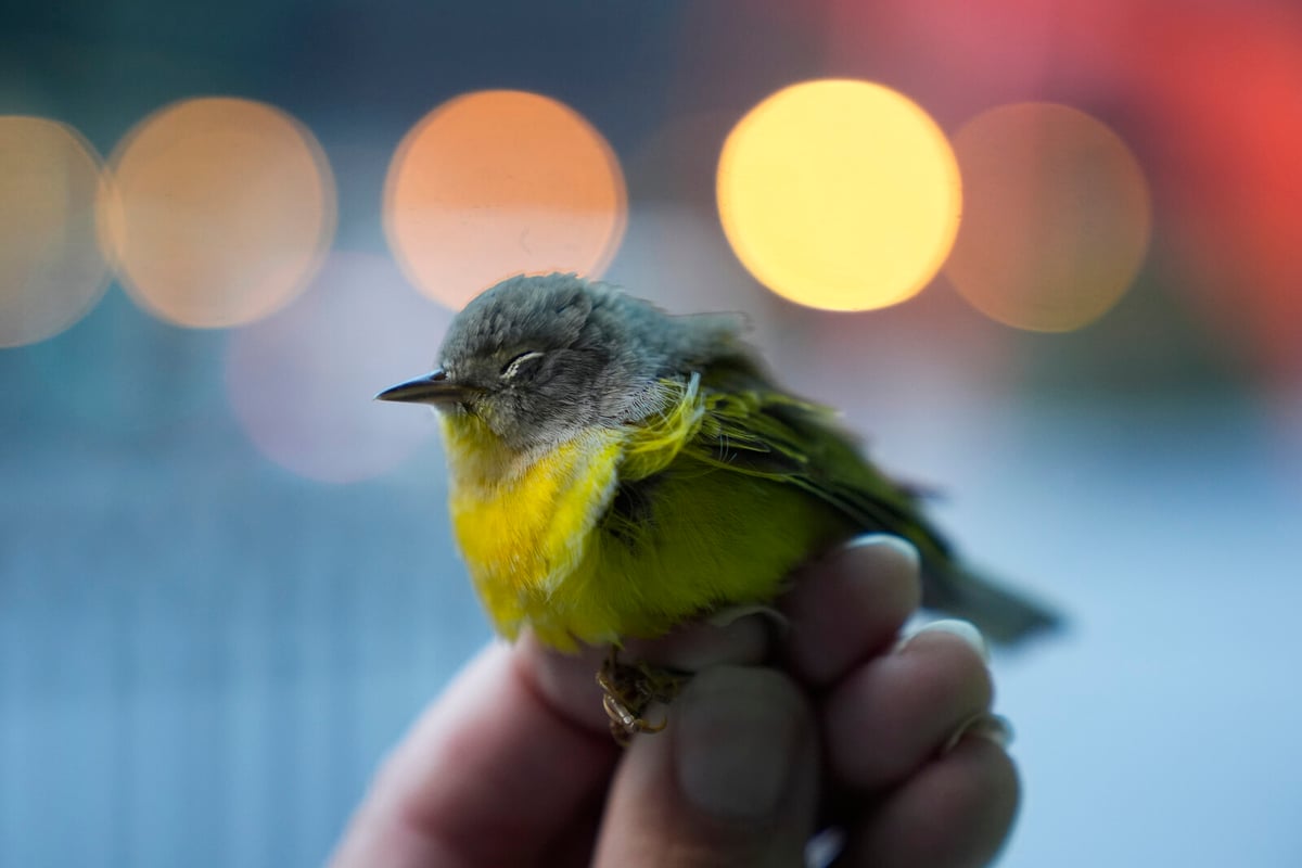 Building in Chicago Reduces Bird Deaths by 95% with Simple Window Fix