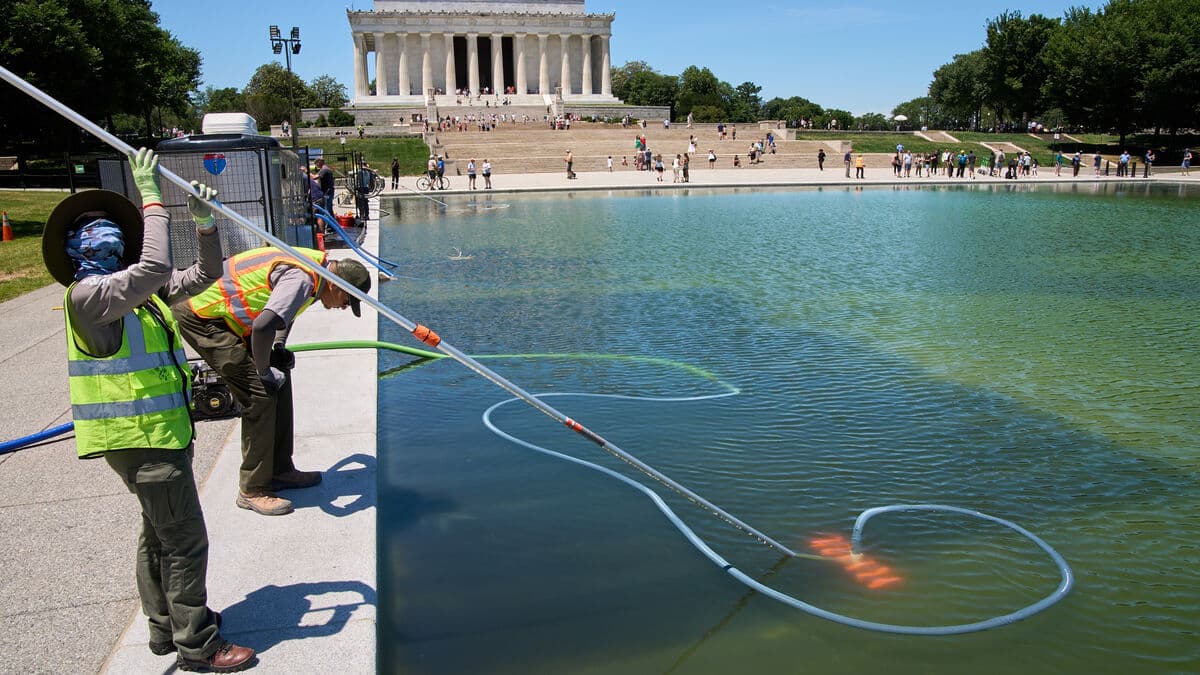 Trump's patriotic pond at the Lincoln Memorial full of green algae soup