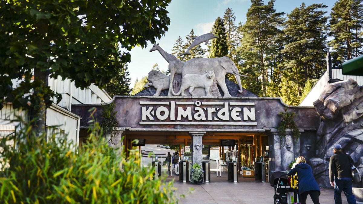 Luna the dolphin at Kolmården Zoo euthanized after long health problems