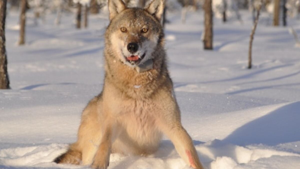 Most migrating wolves never reach Sweden’s breeding areas, study finds