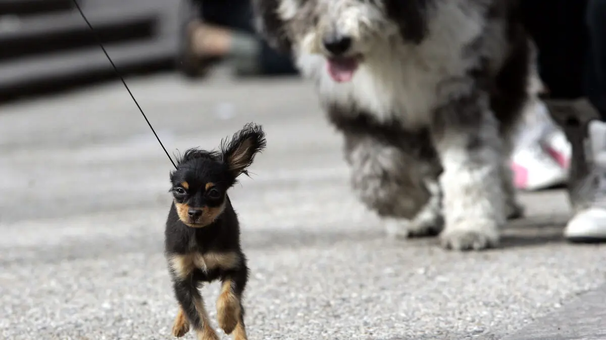 How dogs hurt people: bites and falls cause most injuries