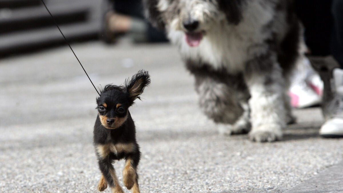 How dogs hurt people: bites and falls cause most injuries