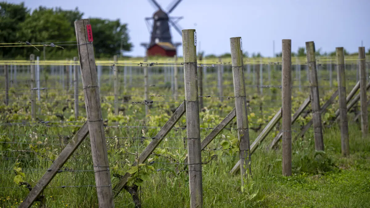 How Sweden Could Attract Wine Tourists as Its Wine Industry Grows