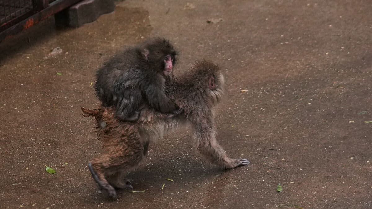 Abandoned monkey went viral, now has friends