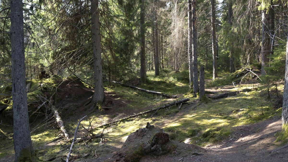 Swedish old-growth forests store much more carbon than managed forests