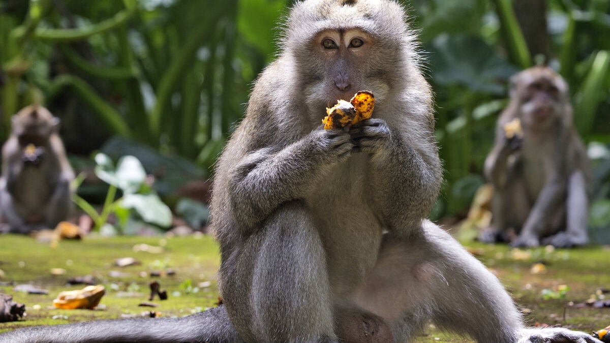 Macaques Exposed to Deadly Virus Became More Cautious About Contaminated Food