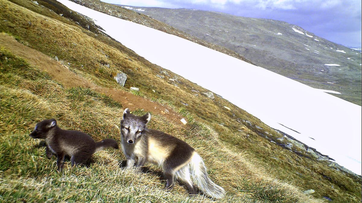 Endangered Arctic fox population rebounds in Sweden, Norway and Finland